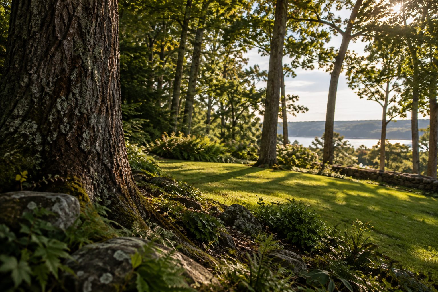 AI-generated editorial woodland scene illustrating the about guide; not a company job photograph
