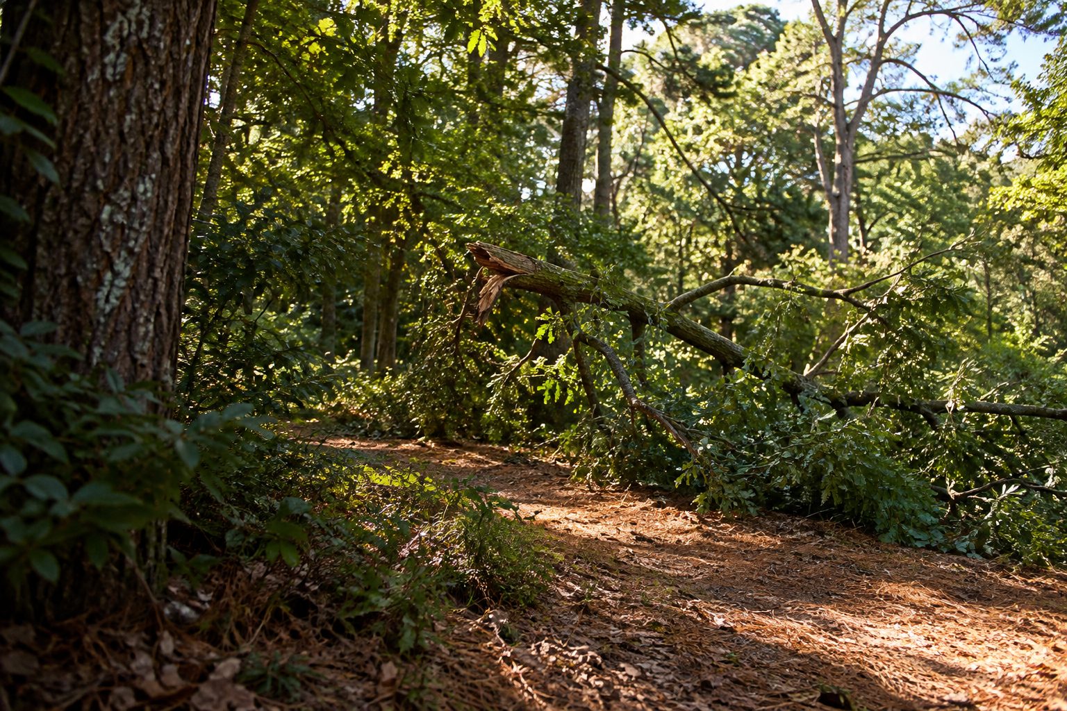 AI-generated editorial view of fallen woody material in an unoccupied landscape for the Westhampton Beach planning guide
