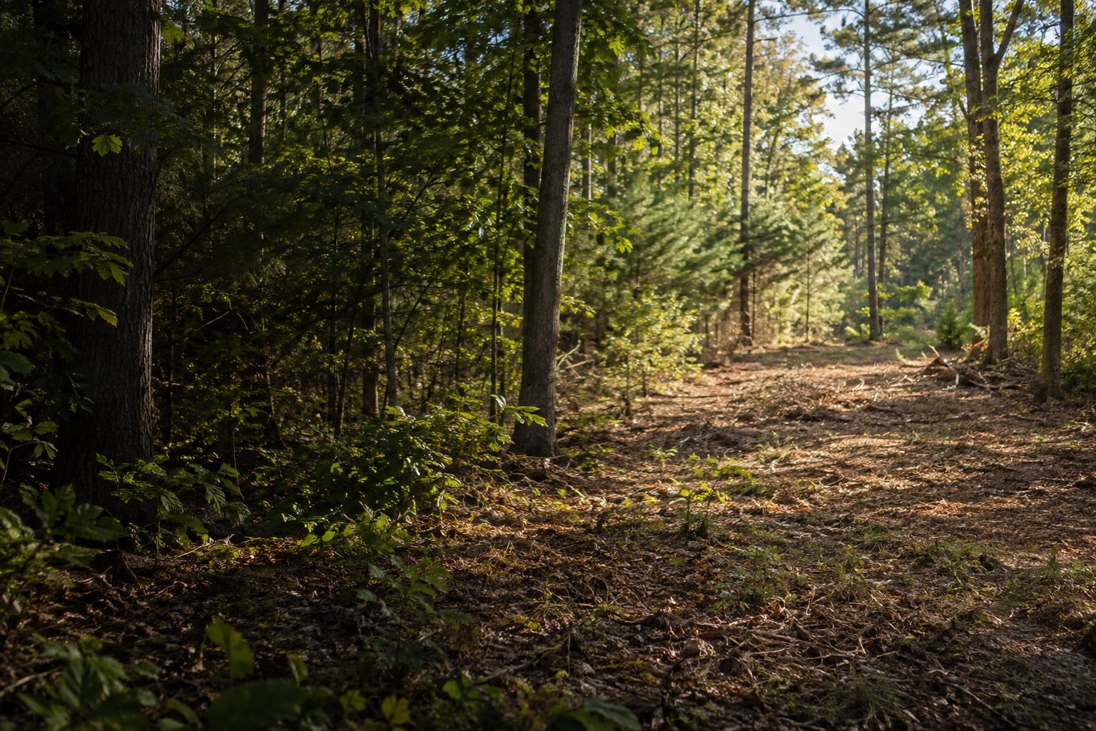 AI-generated editorial woodland scene illustrating the lot clearing guide; not a company job photograph