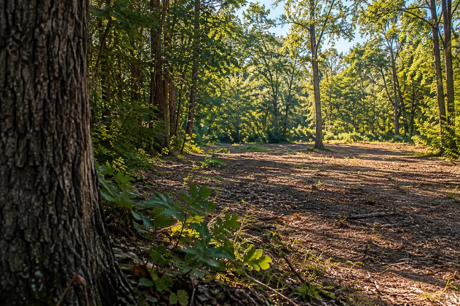 AI-generated editorial view of a modest wooded opening with retained trees for the Medford planning guide