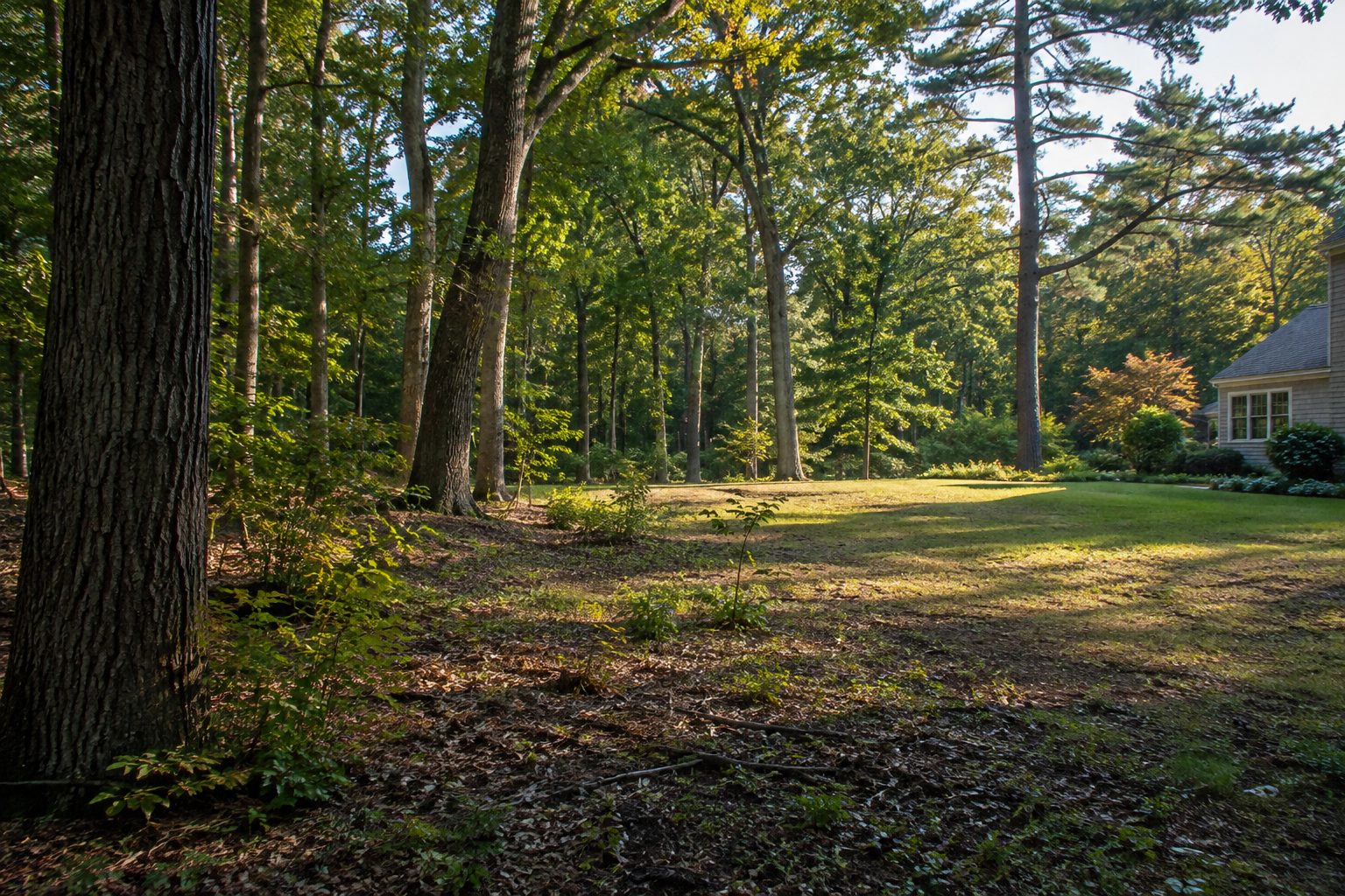 AI-generated editorial view of a modest wooded opening with retained trees for the Ridge planning guide