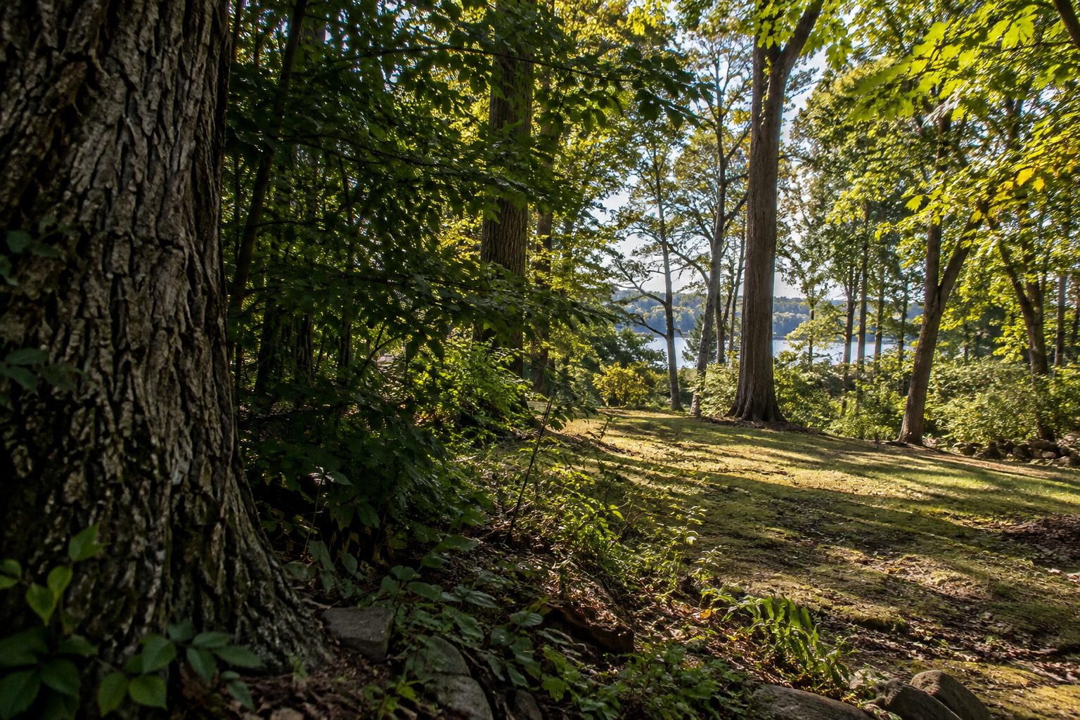 AI-generated editorial view of mature trees and a residential woodland edge for the Stony Brook planning guide