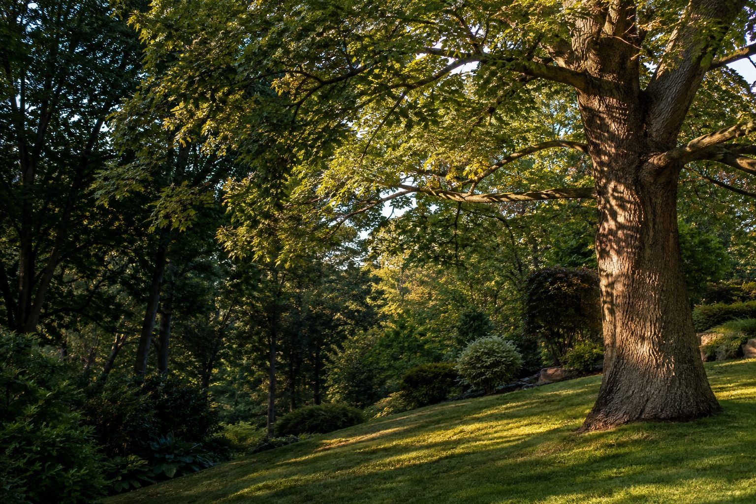 AI-generated editorial view of mature trees and a residential woodland edge for the Farmingville planning guide