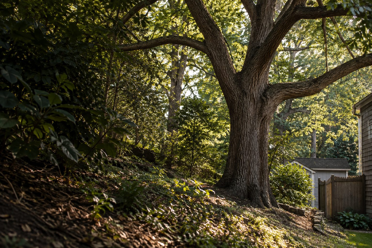 AI-generated editorial view of mature trees and a residential woodland edge for the Terryville planning guide